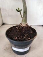Planta Dobrada 3832 – 35cm – 03 anos - Imagem 8