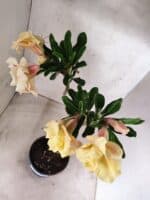 Planta Dobrada 3832 – 35cm – 03 anos - Imagem 7