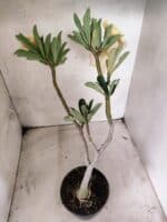 Planta Dobrada 3832 – 35cm – 03 anos - Imagem 6