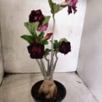 Planta Dobrada 3833 – 35cm – 03 anos