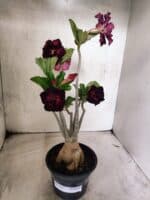 Planta Dobrada 3833 – 35cm – 03 anos