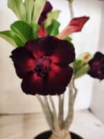 Planta Dobrada 3833 – 35cm – 03 anos - Imagem 5