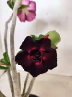 Planta Dobrada 3833 – 35cm – 03 anos - Imagem 3