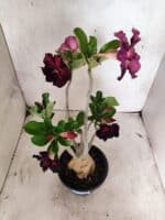 Planta Dobrada 3833 – 35cm – 03 anos - Imagem 6