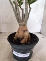 Planta Dobrada 3833 – 35cm – 03 anos - Imagem 8