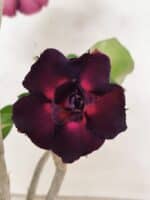 Planta Dobrada 3833 – 35cm – 03 anos - Imagem 4