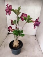 Planta Dobrada 3833 – 35cm – 03 anos - Imagem 7