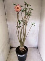 Planta Dobrada 3834 – 50cm – 04 anos - Imagem 2