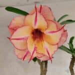 Planta Dobrada 3834 – 50cm – 04 anos