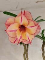 Planta Dobrada 3834 – 50cm – 04 anos