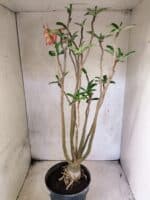 Planta Dobrada 3834 – 50cm – 04 anos - Imagem 7