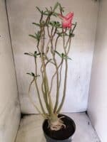 Planta Dobrada 3834 – 50cm – 04 anos - Imagem 4