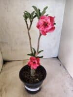 Planta Dobrada 3835 – 30cm – 02 anos - Imagem 2