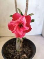 Planta Dobrada 3835 – 30cm – 02 anos - Imagem 3