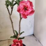 Planta Dobrada 3835 – 30cm – 02 anos