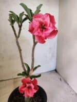 Planta Dobrada 3835 – 30cm – 02 anos