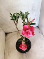Planta Dobrada 3835 – 30cm – 02 anos - Imagem 4