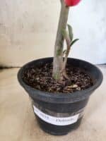 Planta Dobrada 3835 – 30cm – 02 anos - Imagem 8