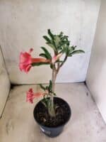 Planta Dobrada 3835 – 30cm – 02 anos - Imagem 7