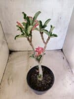 Planta Dobrada 3835 – 30cm – 02 anos - Imagem 6