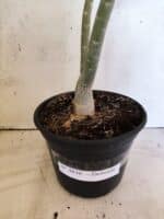 Planta Dobrada 3836 – 35cm – 03 anos - Imagem 5