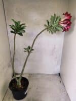 Planta Dobrada 3836 – 35cm – 03 anos - Imagem 6