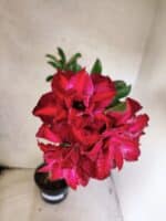 Planta Dobrada 3836 – 35cm – 03 anos - Imagem 4