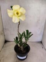 Planta Dobrada 3837 – 30cm – 02 anos - Imagem 2