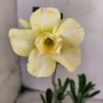 Planta Dobrada 3837 – 30cm – 02 anos