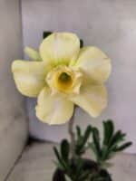 Planta Dobrada 3837 – 30cm – 02 anos