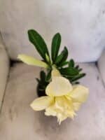 Planta Dobrada 3837 – 30cm – 02 anos - Imagem 4