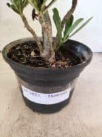 Planta Dobrada 3837 – 30cm – 02 anos - Imagem 7