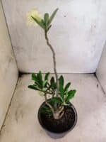 Planta Dobrada 3837 – 30cm – 02 anos - Imagem 6