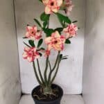 Planta Dobrada 3797 – 50cm – 04 anos