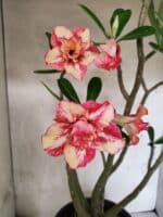 Planta Dobrada 3797 – 50cm – 04 anos - Imagem 4