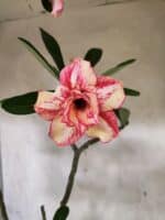 Planta Dobrada 3797 – 50cm – 04 anos - Imagem 6