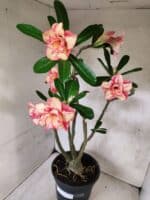 Planta Dobrada 3797 – 50cm – 04 anos - Imagem 9