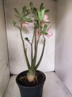 Planta Dobrada 3797 – 50cm – 04 anos - Imagem 8