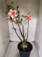 Planta Dobrada 3797 – 50cm – 04 anos - Imagem 7