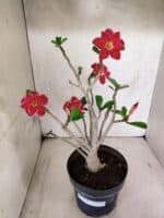 Planta Dobrada 3799 – 40cm – 03 anos - Imagem 2