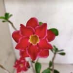 Planta Dobrada 3799 – 40cm – 03 anos