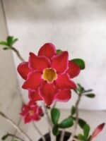 Planta Dobrada 3799 – 40cm – 03 anos