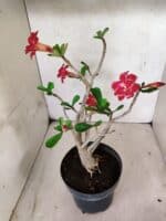 Planta Dobrada 3799 – 40cm – 03 anos - Imagem 7