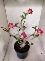 Planta Dobrada 3799 – 40cm – 03 anos - Imagem 6