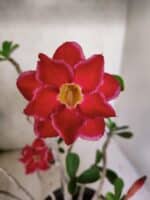 Planta Dobrada 3799 – 40cm – 03 anos - Imagem 3