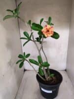 Planta Dobrada 3800 – 50cm – 04 anos - Imagem 2