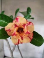 Planta Dobrada 3800 – 50cm – 04 anos - Imagem 5