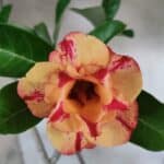 Planta Dobrada 3800 – 50cm – 04 anos