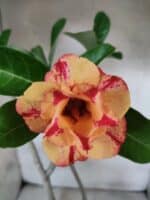 Planta Dobrada 3800 – 50cm – 04 anos