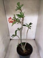 Planta Dobrada 3800 – 50cm – 04 anos - Imagem 6